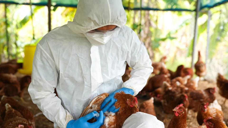 Profesional con equipo de protección revisando una gallina