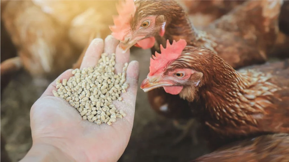 Aves consumiendo alimento balanceado