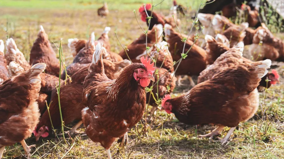 Gallinas realizando comportamiento natural de forrajeo