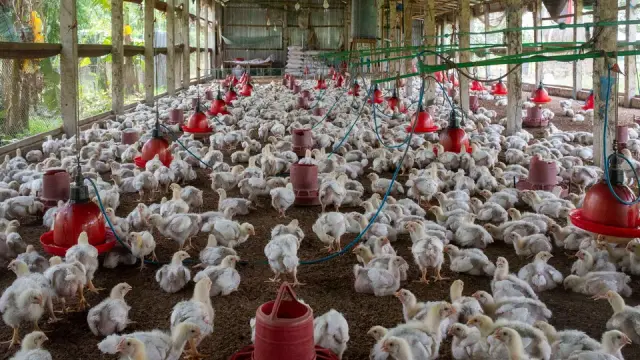 Pollos dentro de un galpón avícola comercial