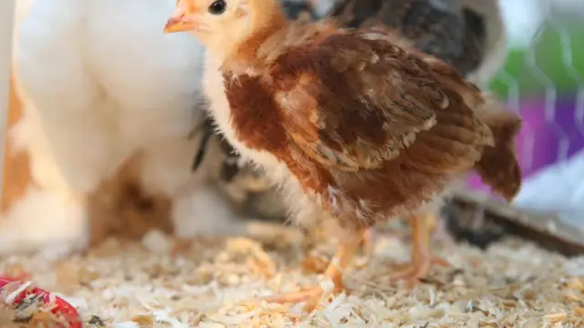 Pollito joven en un ambiente de granja