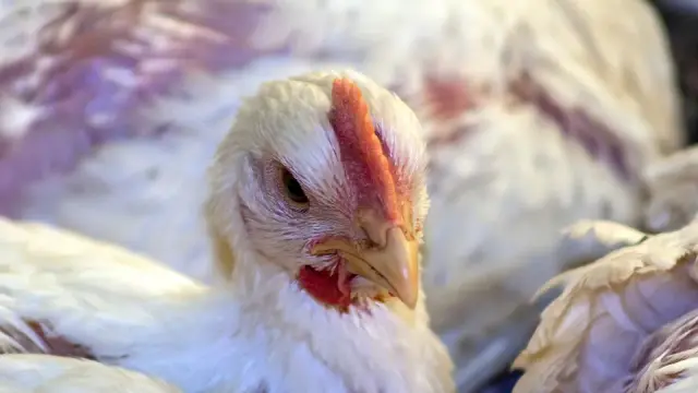 Profesional examinando una gallina en una granja avícola