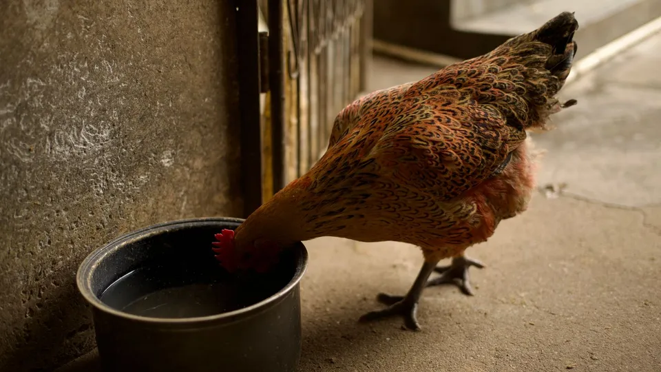 Gallina bebiendo agua en una instalación avícola